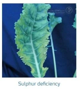 علائم کمبود سولفور در کلم پیچ، گل کلم، کلم بروکلی (Sulphur Deficiency)