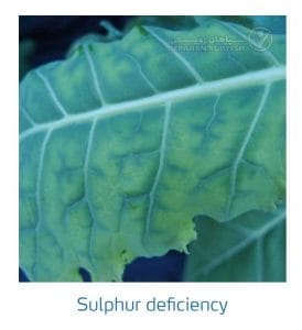 علائم کمبود سولفور در کلم پیچ، گل کلم، کلم بروکلی (Sulphur Deficiency)