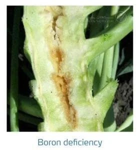 علائم کمبود بُر در کلم پیچ، گل کلم، کلم بروکلی (Boron Deficiency)