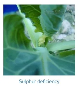 علائم کمبود سولفور در کلم پیچ، گل کلم، کلم بروکلی (Sulphur Deficiency)