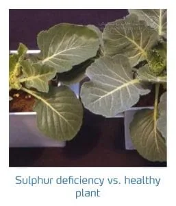 علائم کمبود سولفور در کلم پیچ، گل کلم، کلم بروکلی (Sulphur Deficiency)