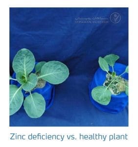 علائم کمبود روی در کلم پیچ، گل کلم، کلم بروکلی (Zinc Deficiency)