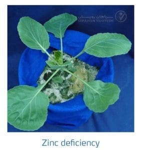 علائم کمبود روی در کلم پیچ، گل کلم، کلم بروکلی (Zinc Deficiency)