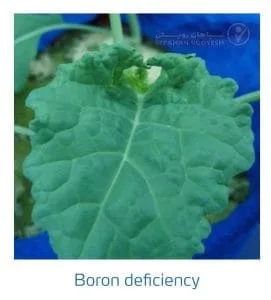 علائم کمبود بُر در کلم پیچ، گل کلم، کلم بروکلی (Boron Deficiency)