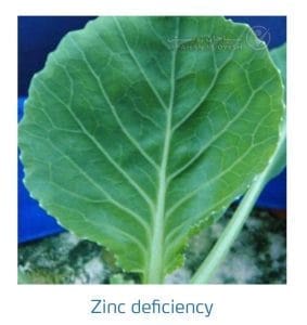 علائم کمبود روی در کلم پیچ، گل کلم، کلم بروکلی (Zinc Deficiency)