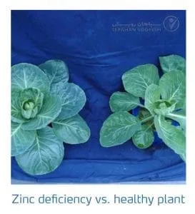 علائم کمبود روی در کلم پیچ، گل کلم، کلم بروکلی (Zinc Deficiency)