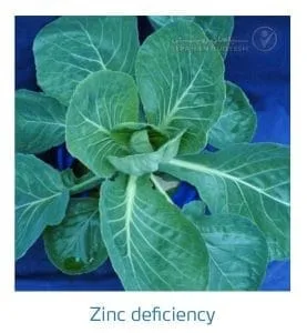 علائم کمبود روی در کلم پیچ، گل کلم، کلم بروکلی (Zinc Deficiency)