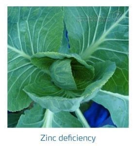 علائم کمبود روی در کلم پیچ، گل کلم، کلم بروکلی (Zinc Deficiency)