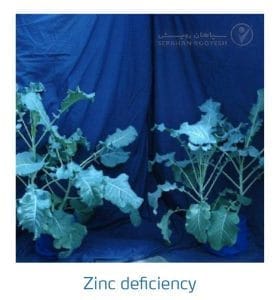 علائم کمبود روی در کلم پیچ، گل کلم، کلم بروکلی (Zinc Deficiency)