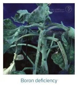 علائم کمبود بُر در کلم پیچ، گل کلم، کلم بروکلی (Boron Deficiency)