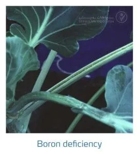 علائم کمبود بُر در کلم پیچ، گل کلم، کلم بروکلی (Boron Deficiency)