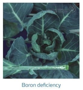 علائم کمبود بُر در کلم پیچ، گل کلم، کلم بروکلی (Boron Deficiency)