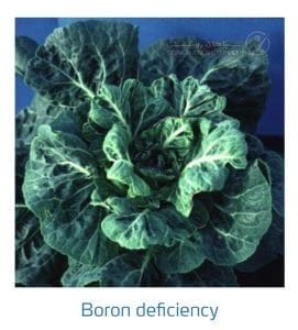 علائم کمبود بُر در کلم پیچ، گل کلم، کلم بروکلی (Boron Deficiency)