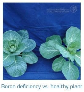 علائم کمبود بُر در کلم پیچ، گل کلم، کلم بروکلی (Boron Deficiency)