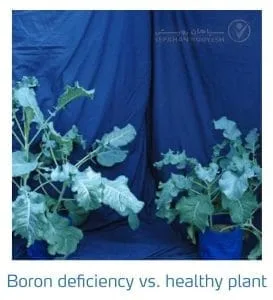 علائم کمبود بُر در کلم پیچ، گل کلم، کلم بروکلی (Boron Deficiency)