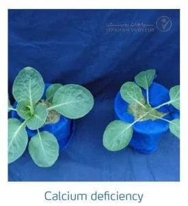 علائم کمبود کلسیم در کلم پیچ، گل کلم، کلم بروکلی (Calcium Deficiency)