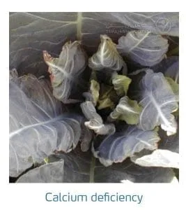 علائم کمبود کلسیم در کلم پیچ، گل کلم، کلم بروکلی (Calcium Deficiency)