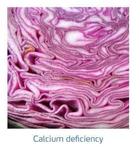 علائم کمبود کلسیم در کلم پیچ، گل کلم، کلم بروکلی (Calcium Deficiency)