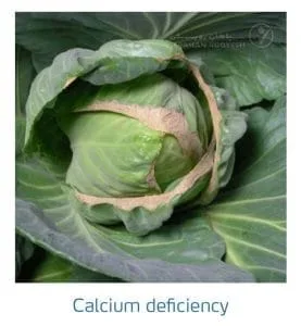 علائم کمبود کلسیم در کلم پیچ، گل کلم، کلم بروکلی (Calcium Deficiency)