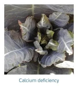 علائم کمبود کلسیم در کلم پیچ، گل کلم، کلم بروکلی (Calcium Deficiency)