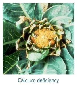 علائم کمبود کلسیم در کلم پیچ، گل کلم، کلم بروکلی (Calcium Deficiency)