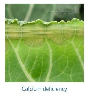 علائم کمبود کلسیم در کلم پیچ، گل کلم، کلم بروکلی (Calcium Deficiency)