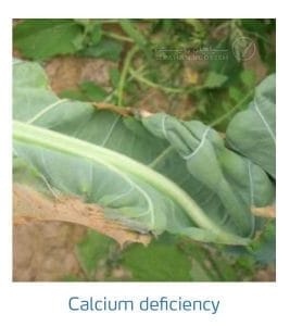 علائم کمبود کلسیم در کلم پیچ، گل کلم، کلم بروکلی (Calcium Deficiency)