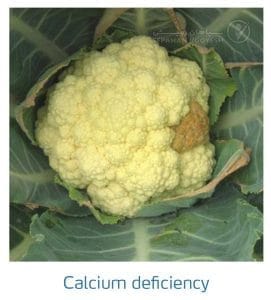 علائم کمبود کلسیم در کلم پیچ، گل کلم، کلم بروکلی (Calcium Deficiency)