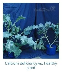 علائم کمبود کلسیم در کلم پیچ، گل کلم، کلم بروکلی (Calcium Deficiency)