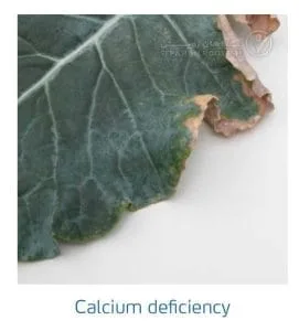 علائم کمبود کلسیم در کلم پیچ، گل کلم، کلم بروکلی (Calcium Deficiency)