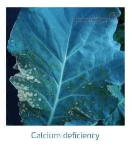 علائم کمبود کلسیم در کلم پیچ، گل کلم، کلم بروکلی (Calcium Deficiency)