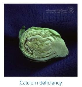 علائم کمبود کلسیم در کلم پیچ، گل کلم، کلم بروکلی (Calcium Deficiency)