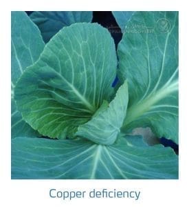 علائم کمبود مس در کلم پیچ، گل کلم، کلم بروکلی (Copper Deficiency)