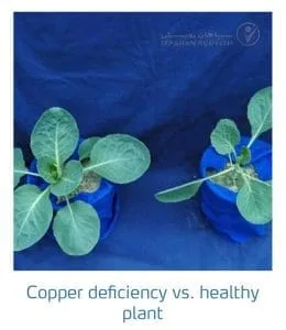 علائم کمبود مس در کلم پیچ، گل کلم، کلم بروکلی (Copper Deficiency)