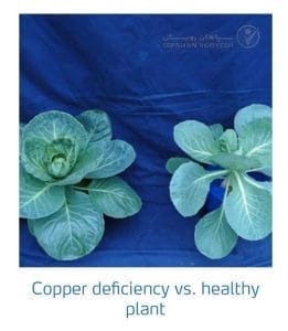 علائم کمبود مس در کلم پیچ، گل کلم، کلم بروکلی (Copper Deficiency)