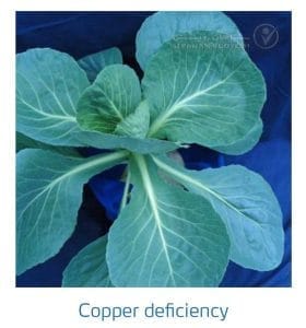 علائم کمبود مس در کلم پیچ، گل کلم، کلم بروکلی (Copper Deficiency)