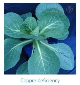 علائم کمبود مس در کلم پیچ، گل کلم، کلم بروکلی (Copper Deficiency)