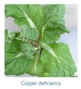 علائم کمبود مس در کلم پیچ، گل کلم، کلم بروکلی (Copper Deficiency)