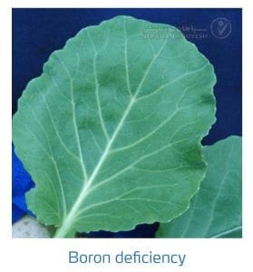 علائم کمبود بُر در کلم پیچ، گل کلم، کلم بروکلی (Boron Deficiency)