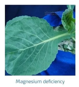 علائم کمبود منیزیم در کلم پیچ، گل کلم، کلم بروکلی (Magnesium Deficiency)