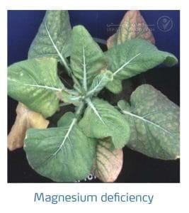 علائم کمبود منیزیم در کلم پیچ، گل کلم، کلم بروکلی (Magnesium Deficiency)