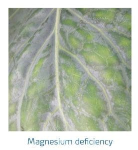 علائم کمبود منیزیم در کلم پیچ، گل کلم، کلم بروکلی (Magnesium Deficiency)