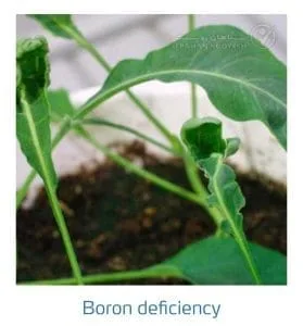 علائم کمبود بُر در کلم پیچ، گل کلم، کلم بروکلی (Boron Deficiency)