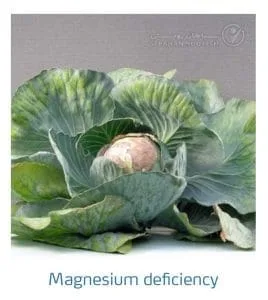 علائم کمبود منیزیم در کلم پیچ، گل کلم، کلم بروکلی (Magnesium Deficiency)