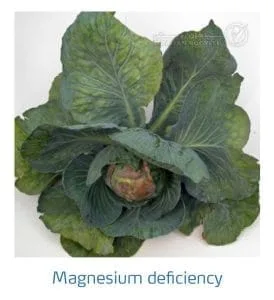 علائم کمبود منیزیم در کلم پیچ، گل کلم، کلم بروکلی (Magnesium Deficiency)