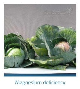 علائم کمبود منیزیم در کلم پیچ، گل کلم، کلم بروکلی (Magnesium Deficiency)