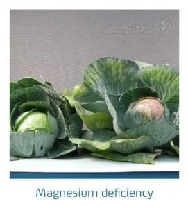 علائم کمبود منیزیم در کلم پیچ، گل کلم، کلم بروکلی (Magnesium Deficiency)