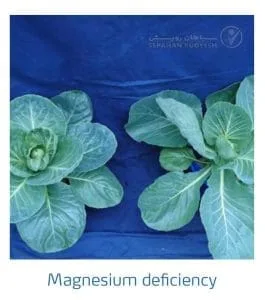 علائم کمبود منیزیم در کلم پیچ، گل کلم، کلم بروکلی (Magnesium Deficiency)