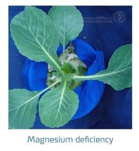 علائم کمبود منیزیم در کلم پیچ، گل کلم، کلم بروکلی (Magnesium Deficiency)