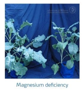 علائم کمبود منیزیم در کلم پیچ، گل کلم، کلم بروکلی (Magnesium Deficiency)